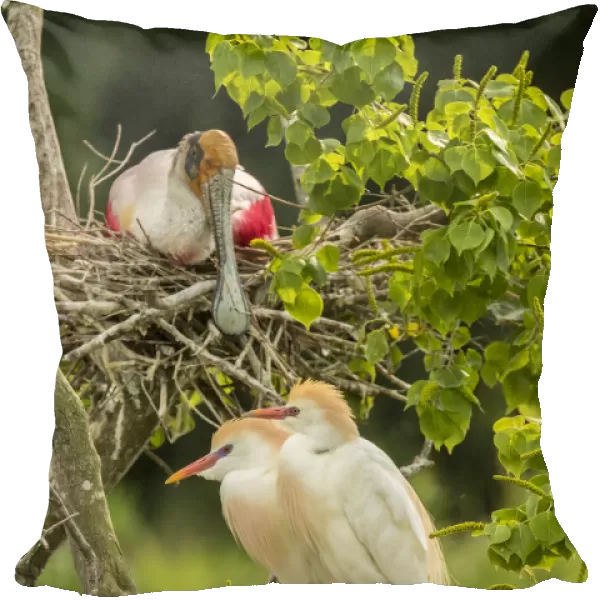 USA, Louisiana, Vermilion Parish. Cattle egret pair and nesting roseate spoonbill