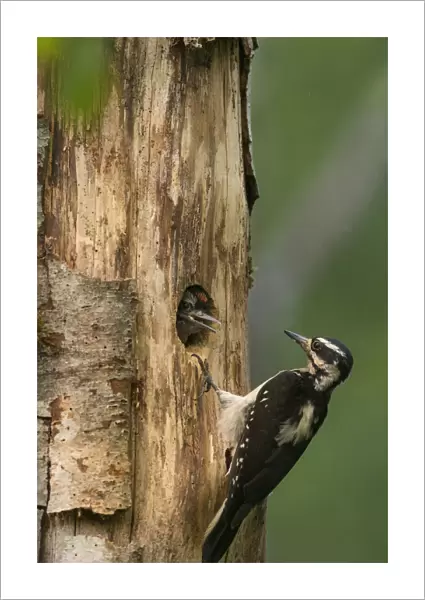 USA, Washington State. Female Hairy Woodpecker (Picoides villosus) at nest chick