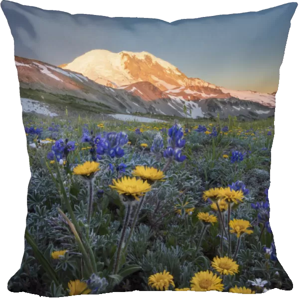 USA, Washington State. Alpine wildflowers Dwarf Lupine (Lupinus lepidus), Tolmies Saxifrage