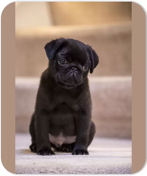 10 week old black Pug puppy sitting on a carpeted stairwell. (PR)