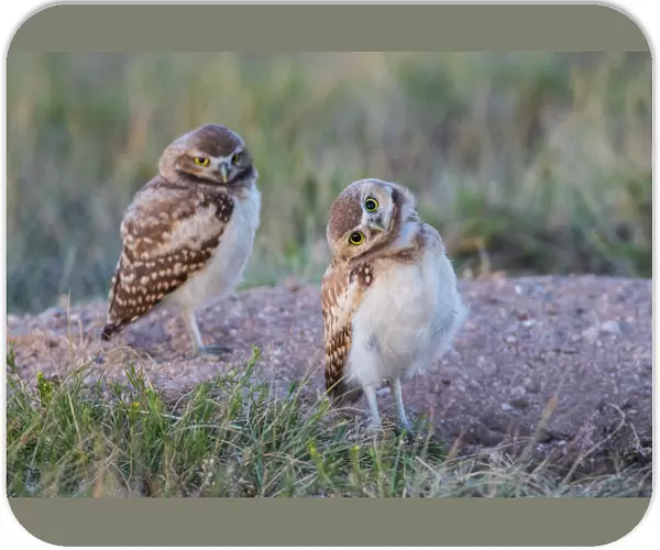 USA, Wyoming, Sublette County. Two young Burrowing owls stand at the edge of their