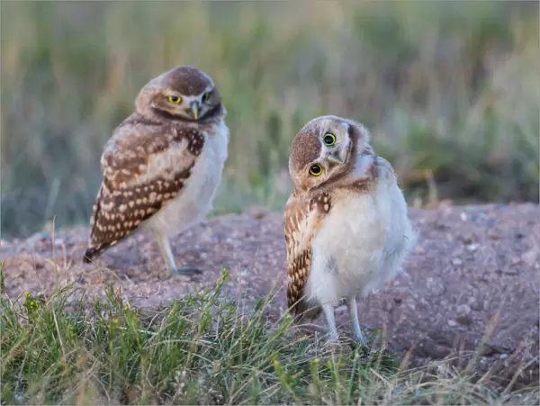 USA, Wyoming, Sublette County. Two young Burrowing owls stand at the edge of their