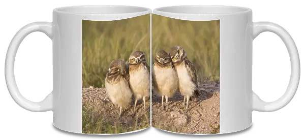 USA, Wyoming, Sublette County. Four Burrowing Owl chicks stand at the edge of their
