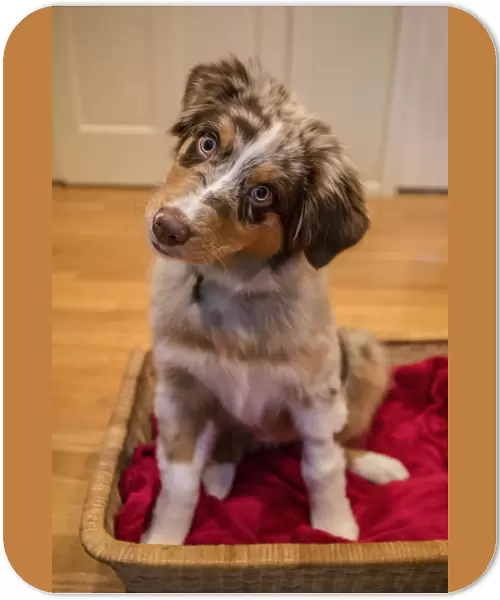 Four month old Red Merle Australian Shepherd puppy sitting in a basket with her head cocked