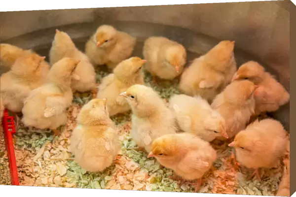 Buff Orpington chicks huddled together under a heat lamp