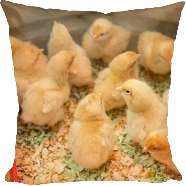 Buff Orpington chicks huddled together under a heat lamp