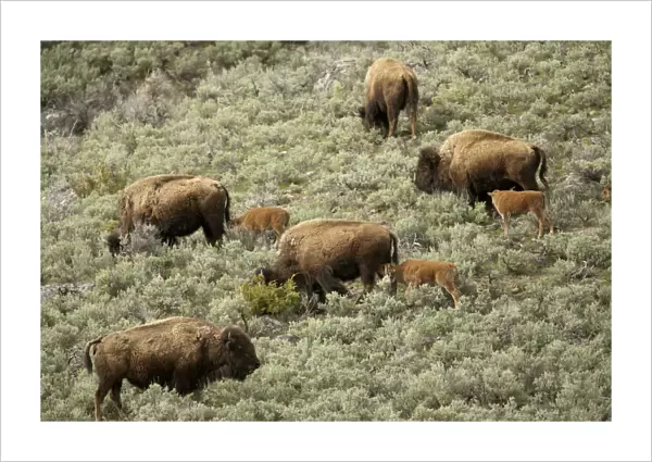 Yellowstone National Park, Wyoming, USA. Female bison and calves walking down a hill