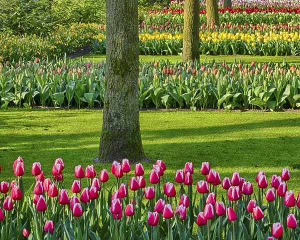 Netherlands. Spring, flowering colorful assorted flowers