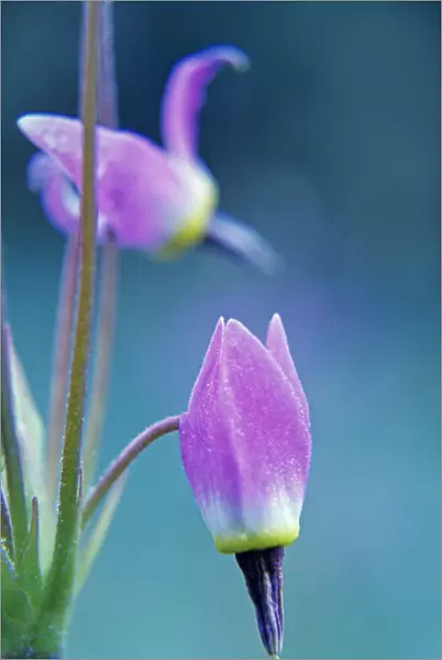 USA, California, Sierra Nevada Range. Shooting star flower close-up