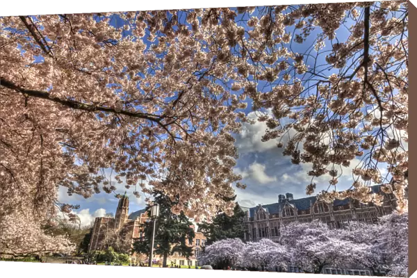 Cherry blossoms in peak bloom, spring, University of Washington campus, Seattle, Washington State