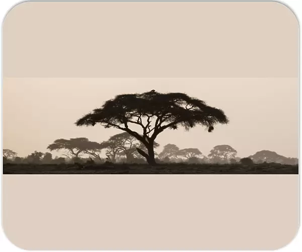 Africa, Kenya, Msai Mara National Reserve. Silhouette of umbrella thorn acacia tree at sunset