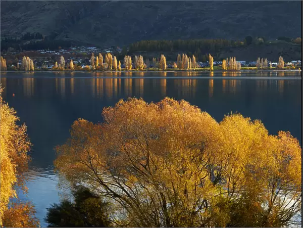 Willow and poplar trees in autumn, Lake Wanaka, Otago, South Island, New Zealand
