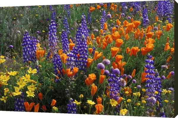 Lupines, coreopsis (Coreopsis californica), and California poppies (Eschscholzia