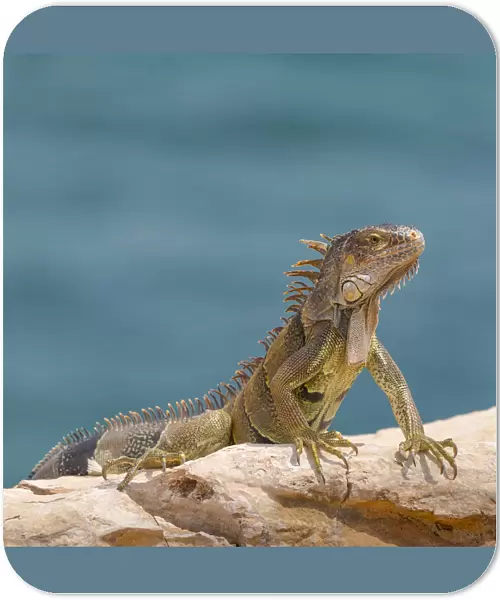 Green iguana, Cabo Rojo cliffs in front of the lighthouse, Cabo Rojo National Wildlife Refuge