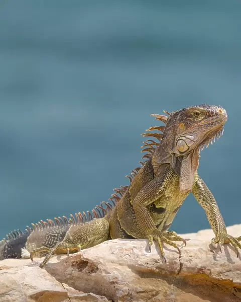 Green iguana, Cabo Rojo cliffs in front of the lighthouse, Cabo Rojo National Wildlife Refuge