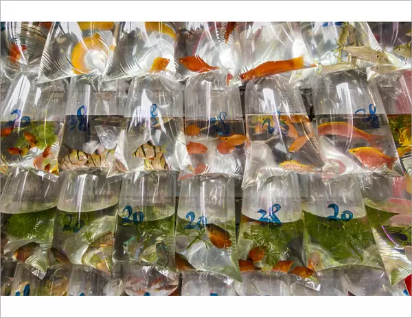 Tung Choi Street Goldfish Market, Mongkok, Kowloon, Hong Kong, China