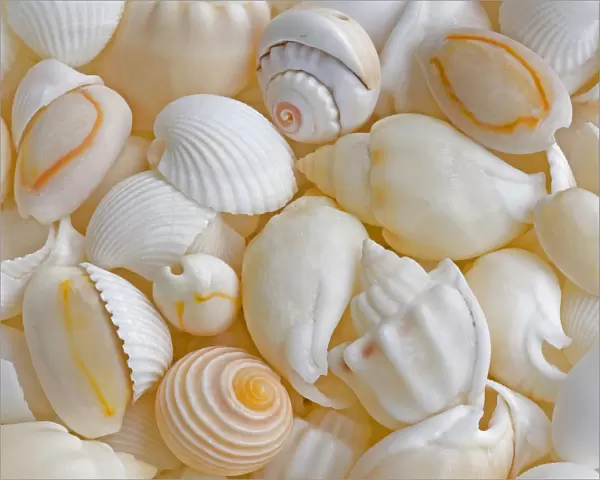 USA, Oregon. Close-up of small sea shells. Credit as: Jean Carter  /  Jaynes Gallery  /  DanitaDelimont