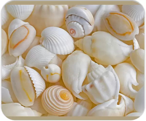 USA, Oregon. Close-up of small sea shells. Credit as: Jean Carter  /  Jaynes Gallery  /  DanitaDelimont