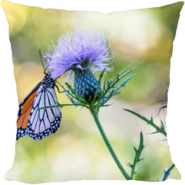 USA, Colorado. Butterfly