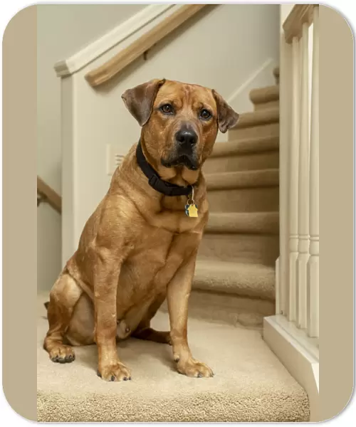 Red fox (or foxred) labrador sitting on the landing of a stairwell. (PR)