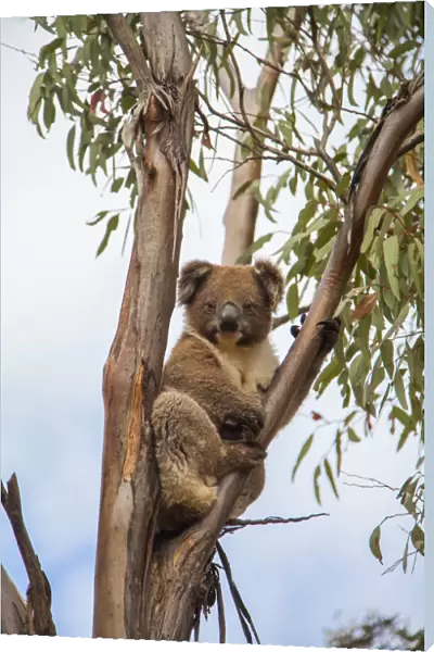 Koala in tree on Kangaroo Island, Australia