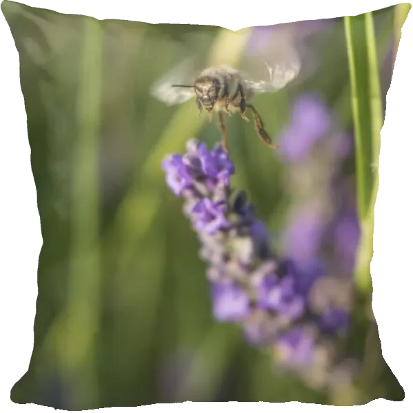 Bee gathering pollen on lavender blooms in Valensole Plain, Provence, Southern France