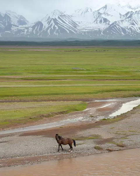 Horses in the Alay Valley and the Trans-Alay Range in the Pamir Mountains