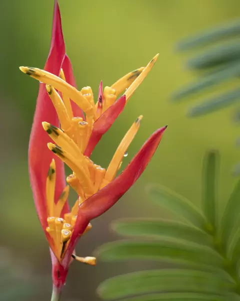 Fiji, Taveuni Island. False Bird Of Paradise Flower (Heliconia psittacorum)