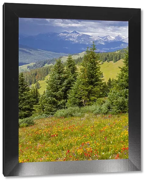 USA, Colorado, Shrine Pass, Vail. Flowery landscape in summer