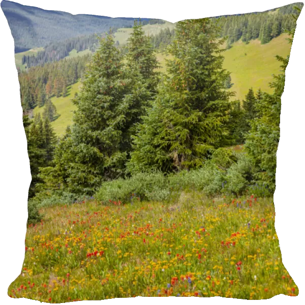 USA, Colorado, Shrine Pass, Vail. Flowery landscape in summer