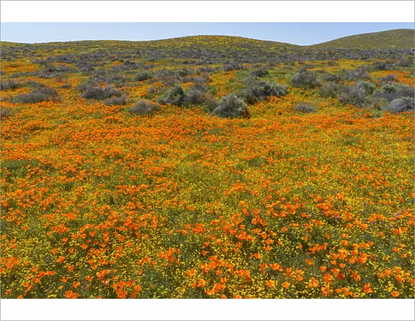 California. A carpet of California poppies blooms amidst other wildflowers in the