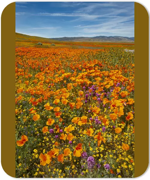 USA, California, Owls Clover, Goldfields and California poppies on hillside near
