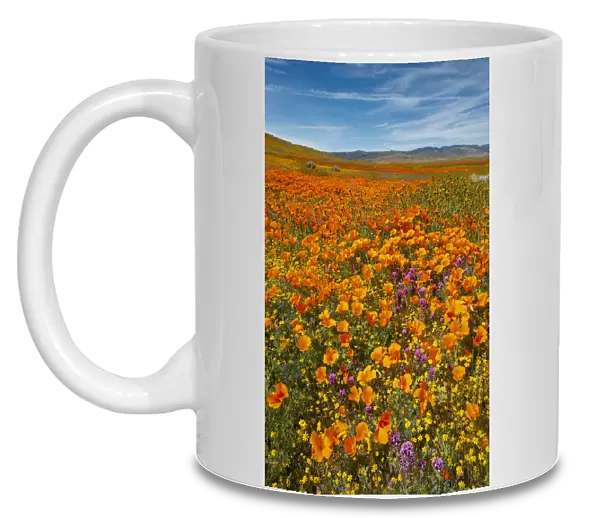 USA, California, Owls Clover, Goldfields and California poppies on hillside near