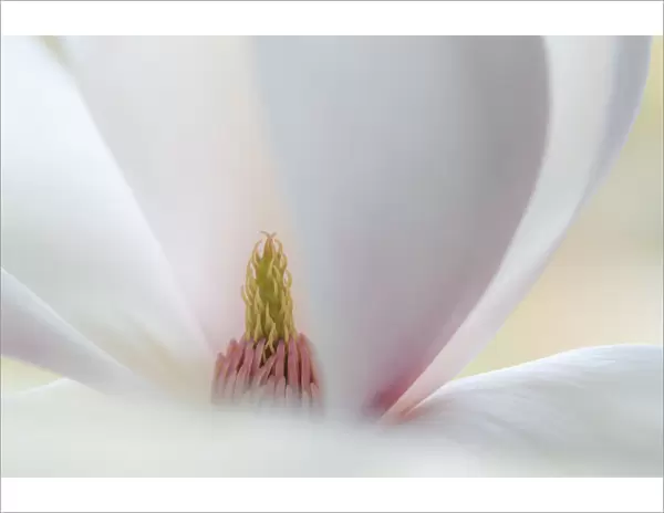 USA, Washington State, Seabeck. Close-up of tulip magnolia blossom