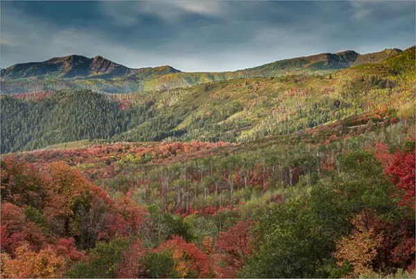 Multicolored fall panoramic landscape, Wasatch Mountains, near Park City and Midway, Utah
