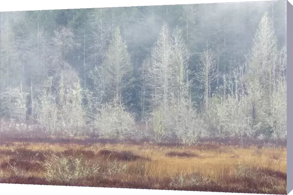 USA, Washington State, Dewatto. Panoramic of autumn meadow and forest