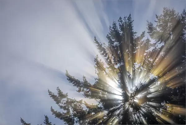 USA, Washington State, Seabeck. Morning sunburst in tree