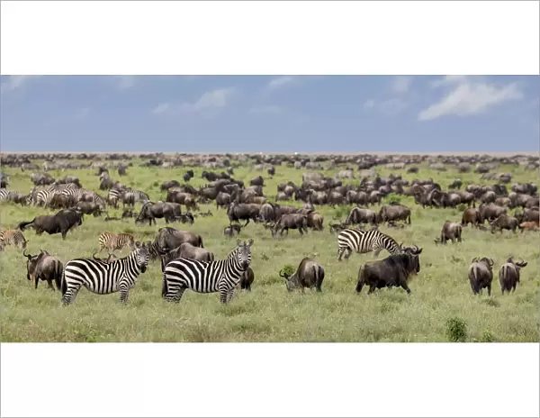 Mixed herd of wildebeest and zebras, Serengeti National Park, Tanzania, Africa