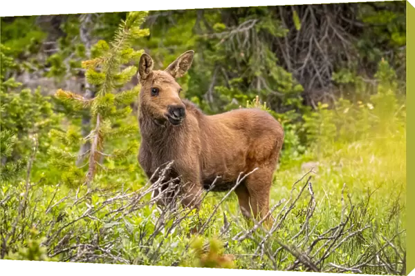 USA, Colorado, Cameron Pass. Moose calf in meadow