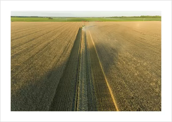 Aerial view of combine harvesting wheat at sunset, Marion County, Illinois