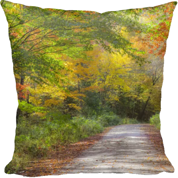 USA, New England, Maine, Wild River gravel road lined with Fall colored Birch