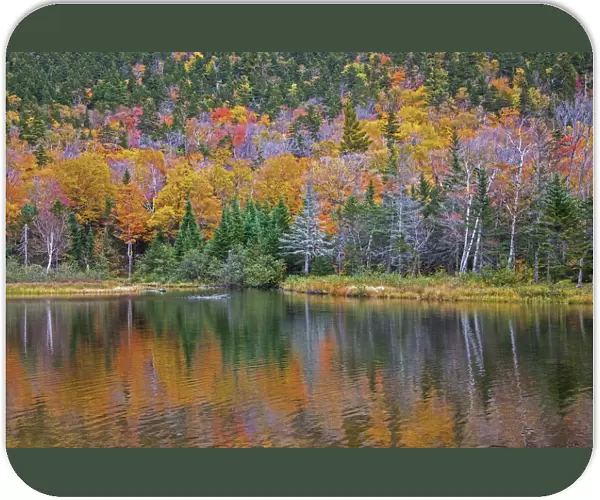 USA, New Hampshire, New England Fall colors reflected in the waters of the Saco River