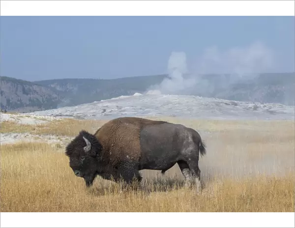 USA, Wyoming, Yellowstone National Park, Upper Geyser Basin