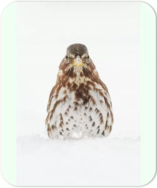 Fox Sparrow foraging in snow