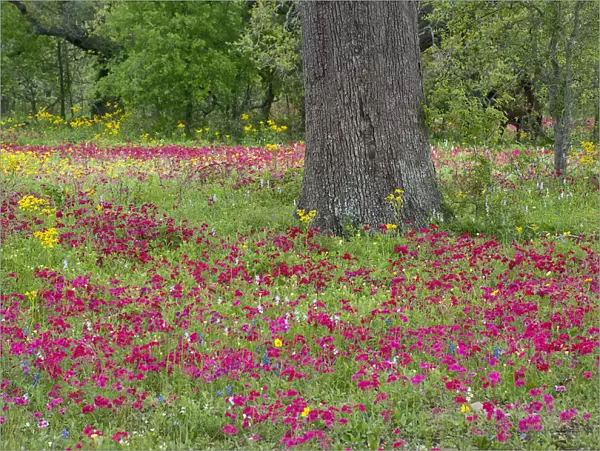 USA, Texas, DeWitt County. Field of flowers around oak tree