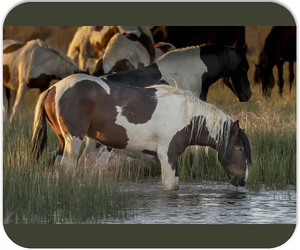 USA, Wyoming. Wild horses drink from water pond in desert
