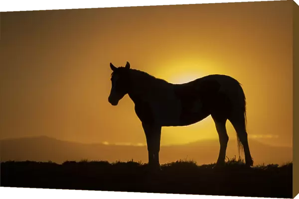 USA, Wyoming. Wild horse silhouetted at sunset
