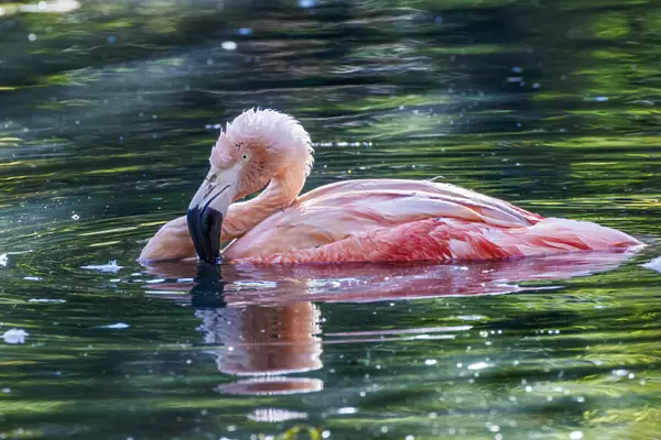 Chilean flamingo swimming