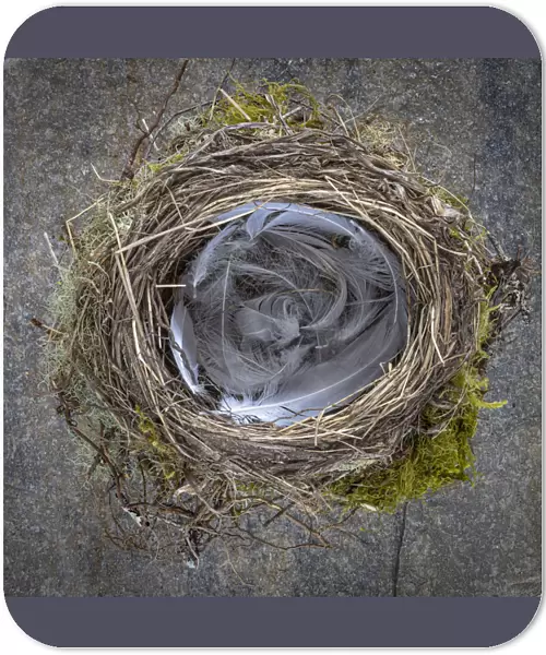USA, Washington State, Seabeck. Close-up of bird nest padded with feathers