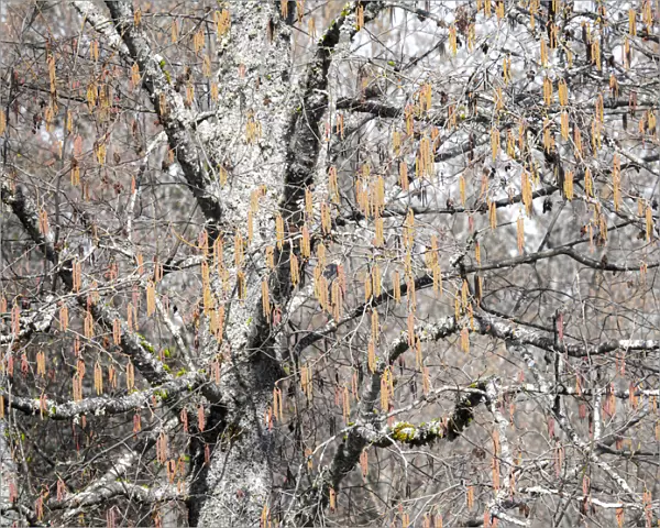 USA, Washington State, Carnation, Pacific Northwest early spring Alder Trees with pollen generating catkins